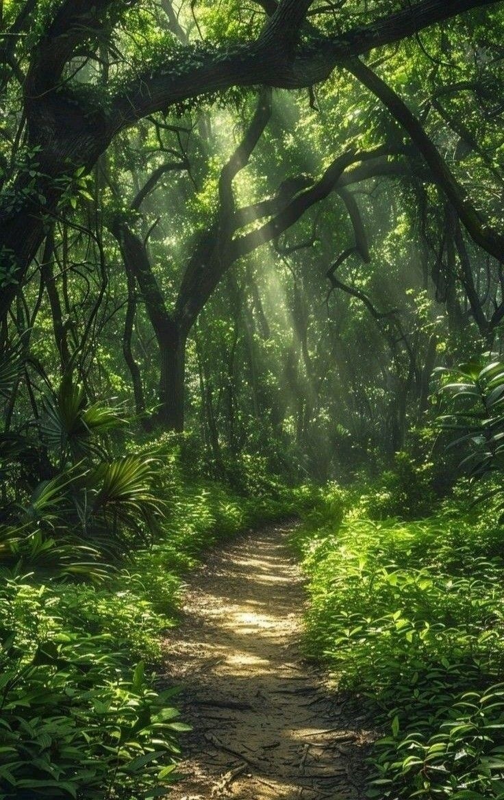 Sunlit forest path